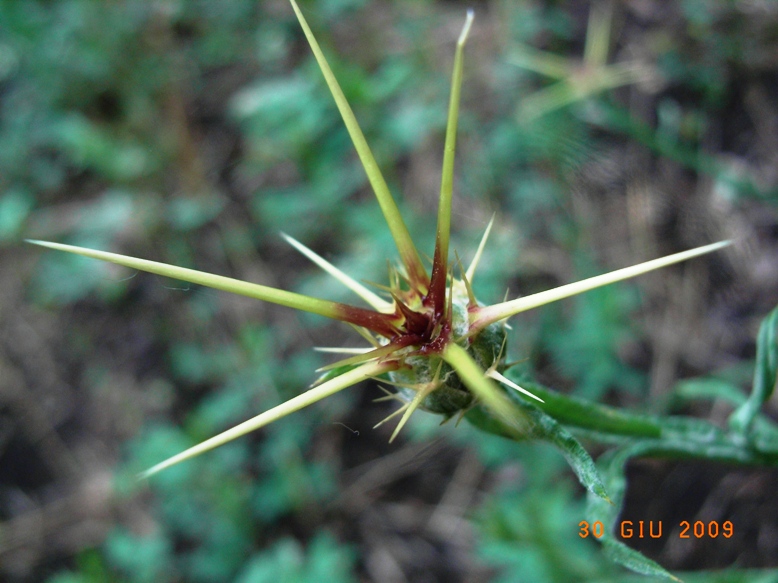 Centaurea soltitialis?